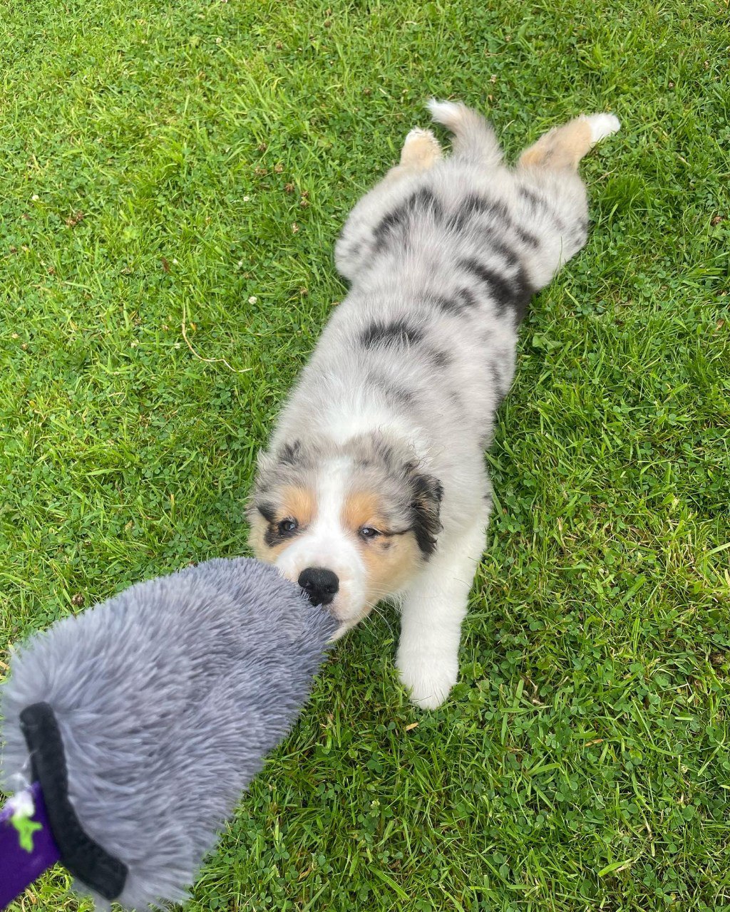 Agi - Australian Shepherd Puppy